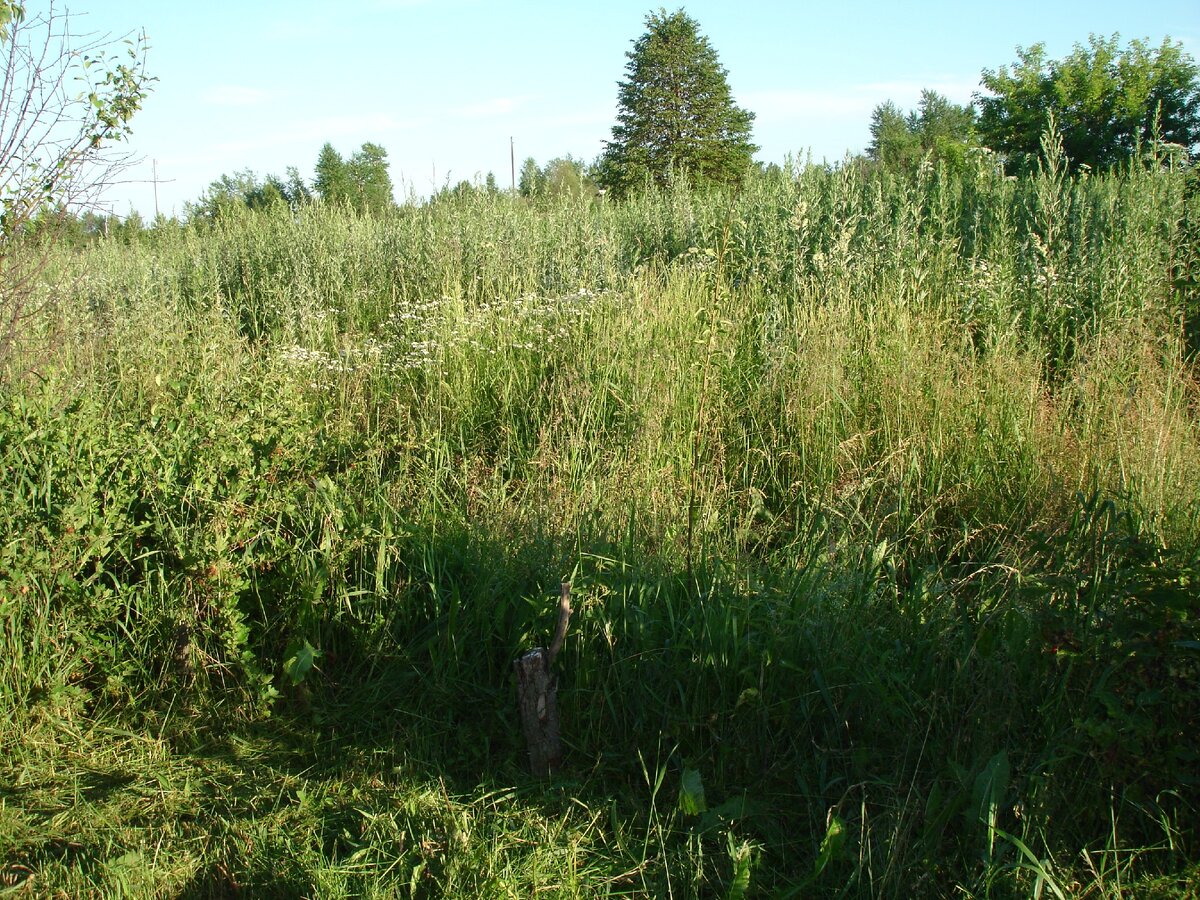 Наш заросший огород. Когда успела так сильно вырасти трава? Значит, эти выходные у нас пройдут здесь...