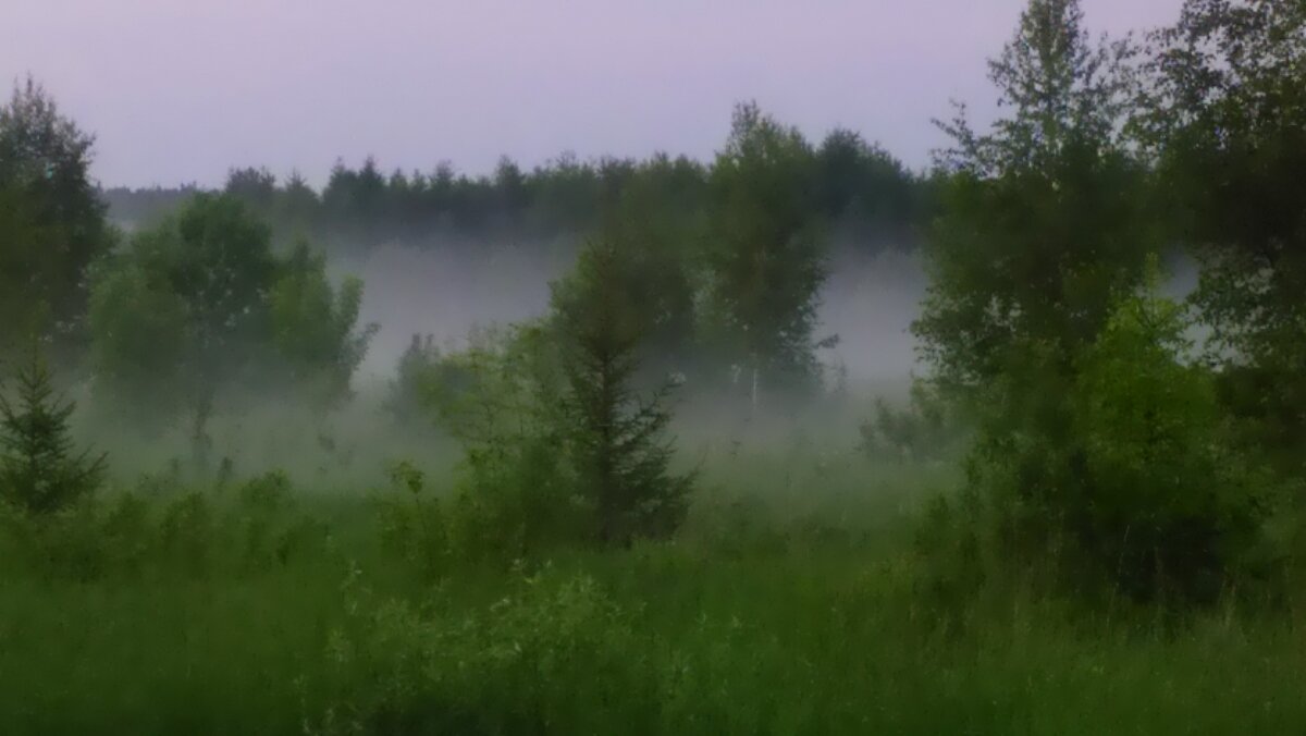 Вот они мои ёлочки. Моё поле. моё фото.