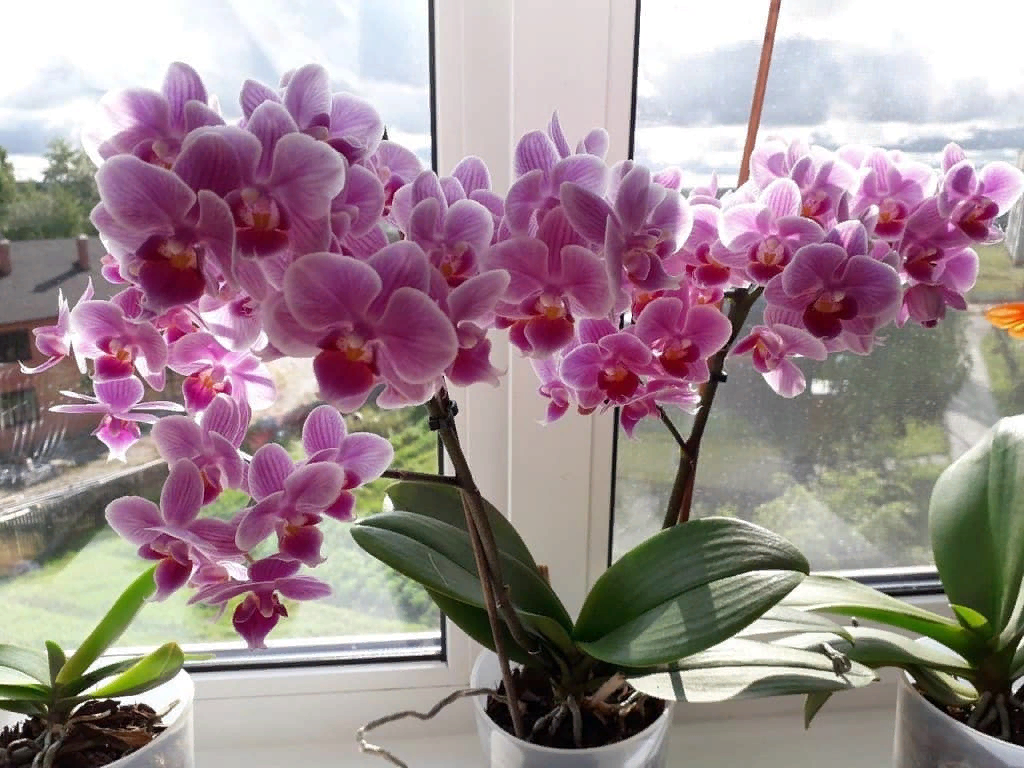 Phalaenopsis 100%