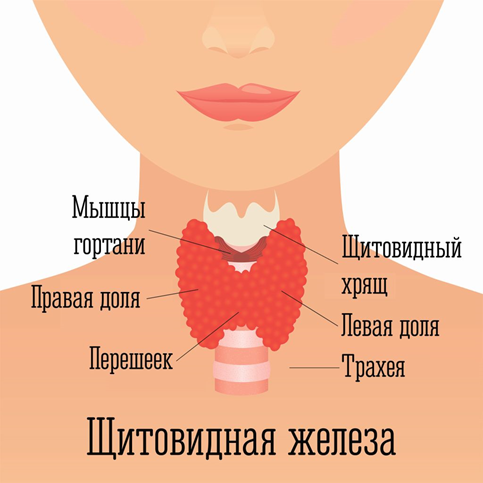 Семена амаранта высокой категории качества