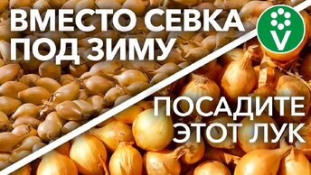 НЕ САЖАЙТЕ ЛУК-СЕВОК ПОД ЗИМУ! Для крупных луковиц и отличного урожая, сажаю не севок, а...