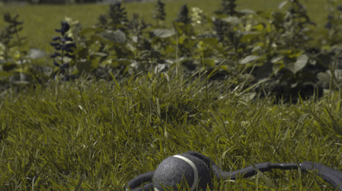 Примерно так видит мир собака