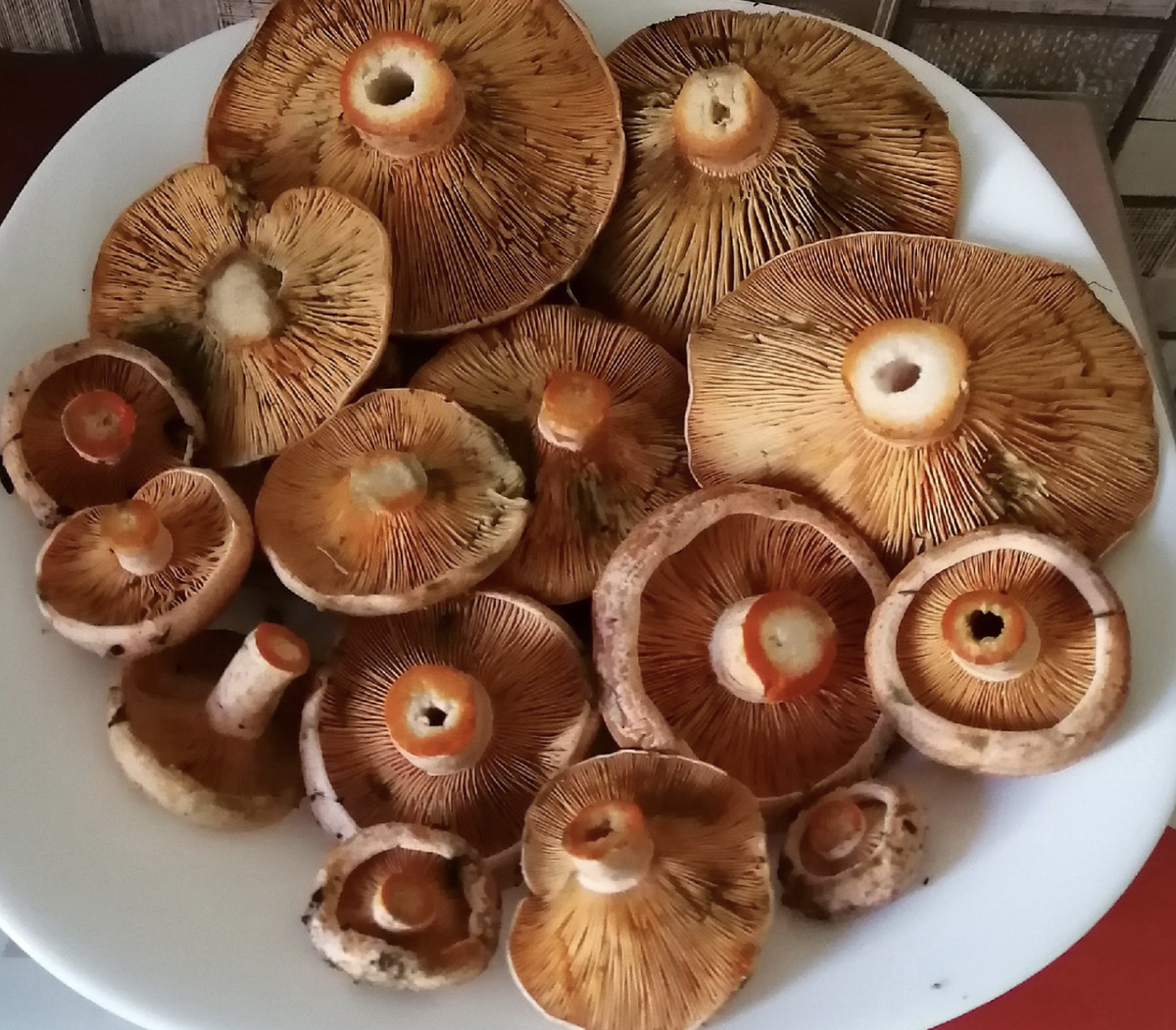 Фото Елена Ш.