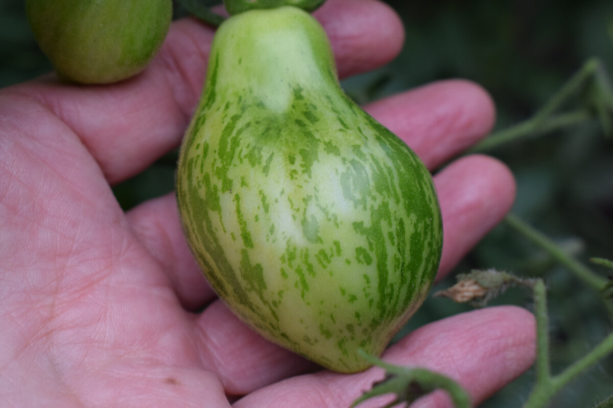 сорт Майкл поллан(фотоа автора)2021