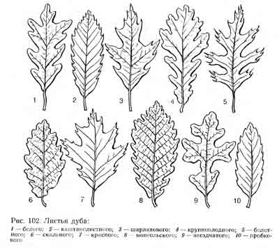 Дуб – дерево и древесина – Quercus spp.