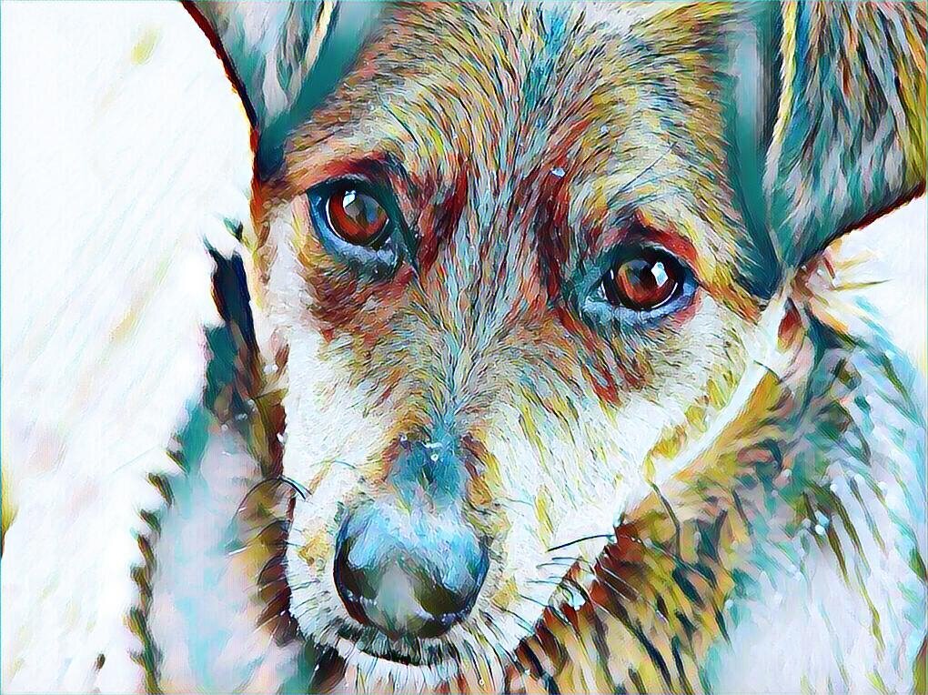 Изображение из открытого источника Yandex (обработано в приложении Picsart)