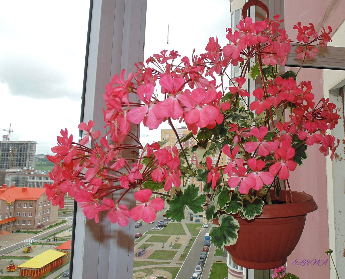 Френк Хедли