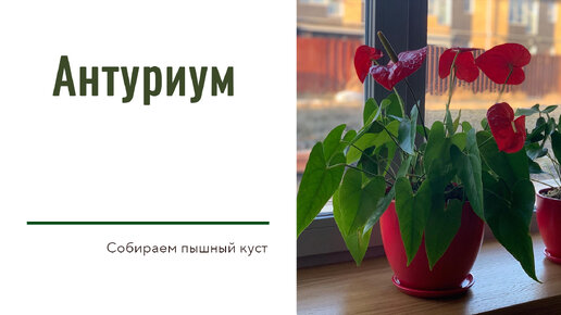 №7. Антуриум. Пышный куст из вытянувшихся растений.