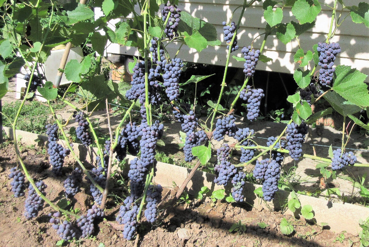 Кишмиш московский вступает в плодоношение рано. Этому только третий год, уже дал ведро ягод. Фото автора