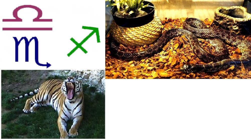 Родившимся в год Змеи под знаками Весов, Скорпионов и Стрельцов от Тигра