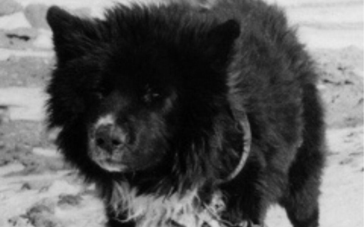 Сахалинский хаски (Фото: https://www.mydogbreeds.com/sakhalin-husky)