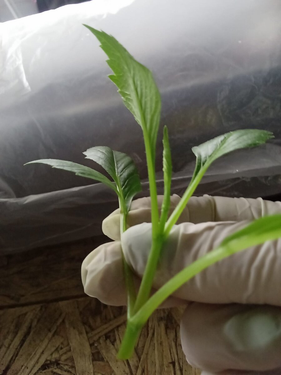 Побег, срезанный на черенкование (фото автора)