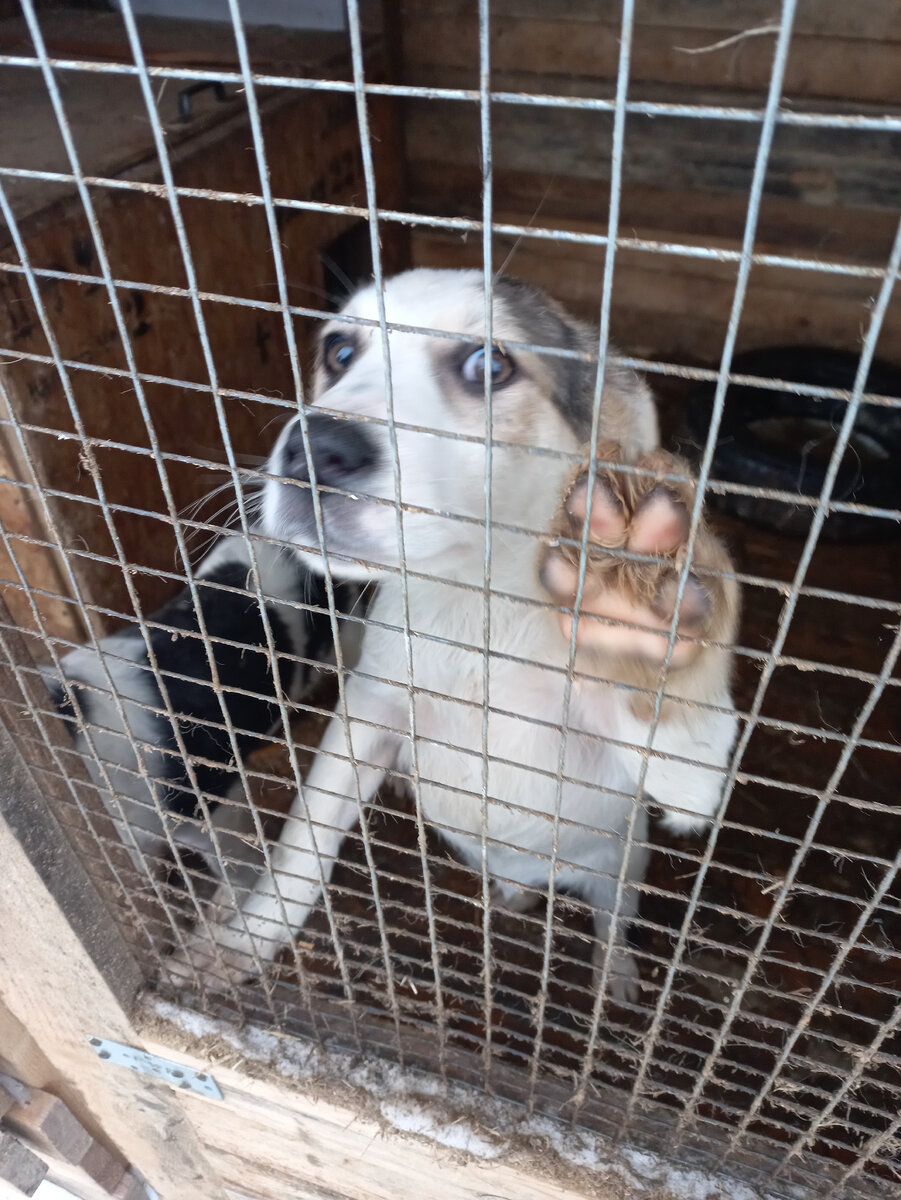 Фонд "Добрые руки" в Полевском