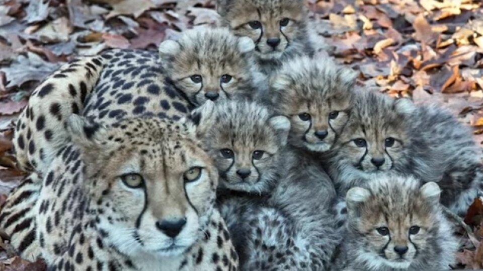 Слабый малыш едва не погиб, сражаясь за мамино молочко с другими, более сильными детёнышами 