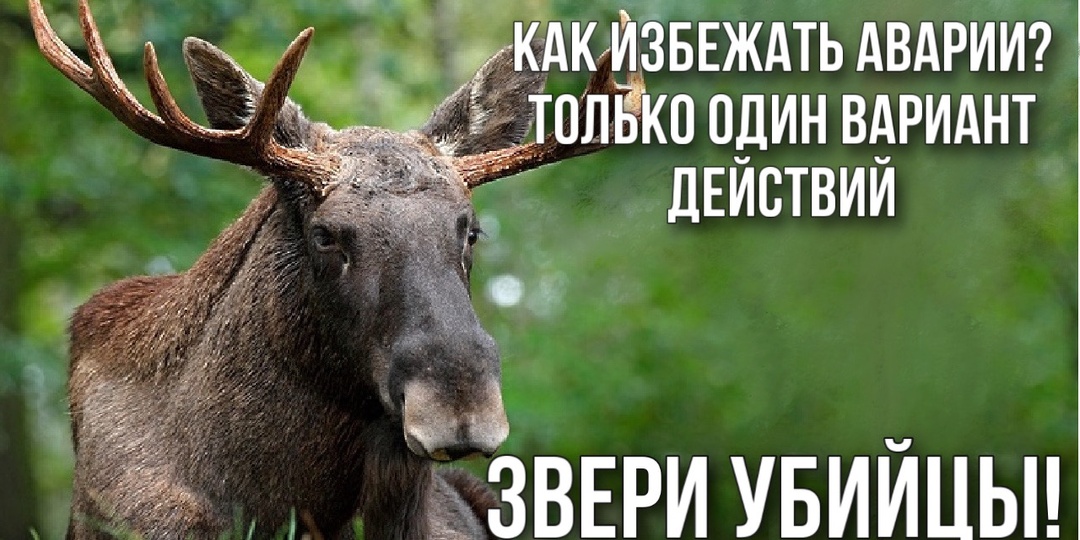 Как избежать аварии? Штраф за сбитого лося
