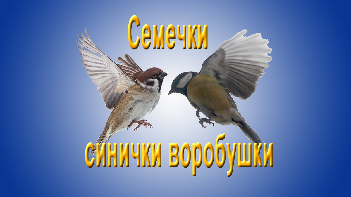 Кормушка у нашего окошка