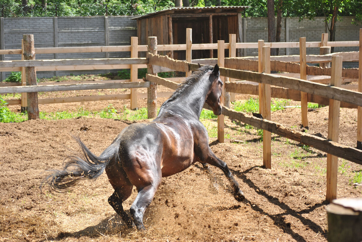 Фото из личного архива. После длительного отсутствия движения лошадь может выполнять страшные манёвры...
