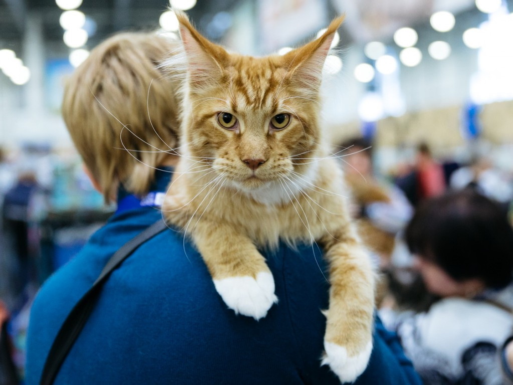 "Я ухожу. Но я вернусь"