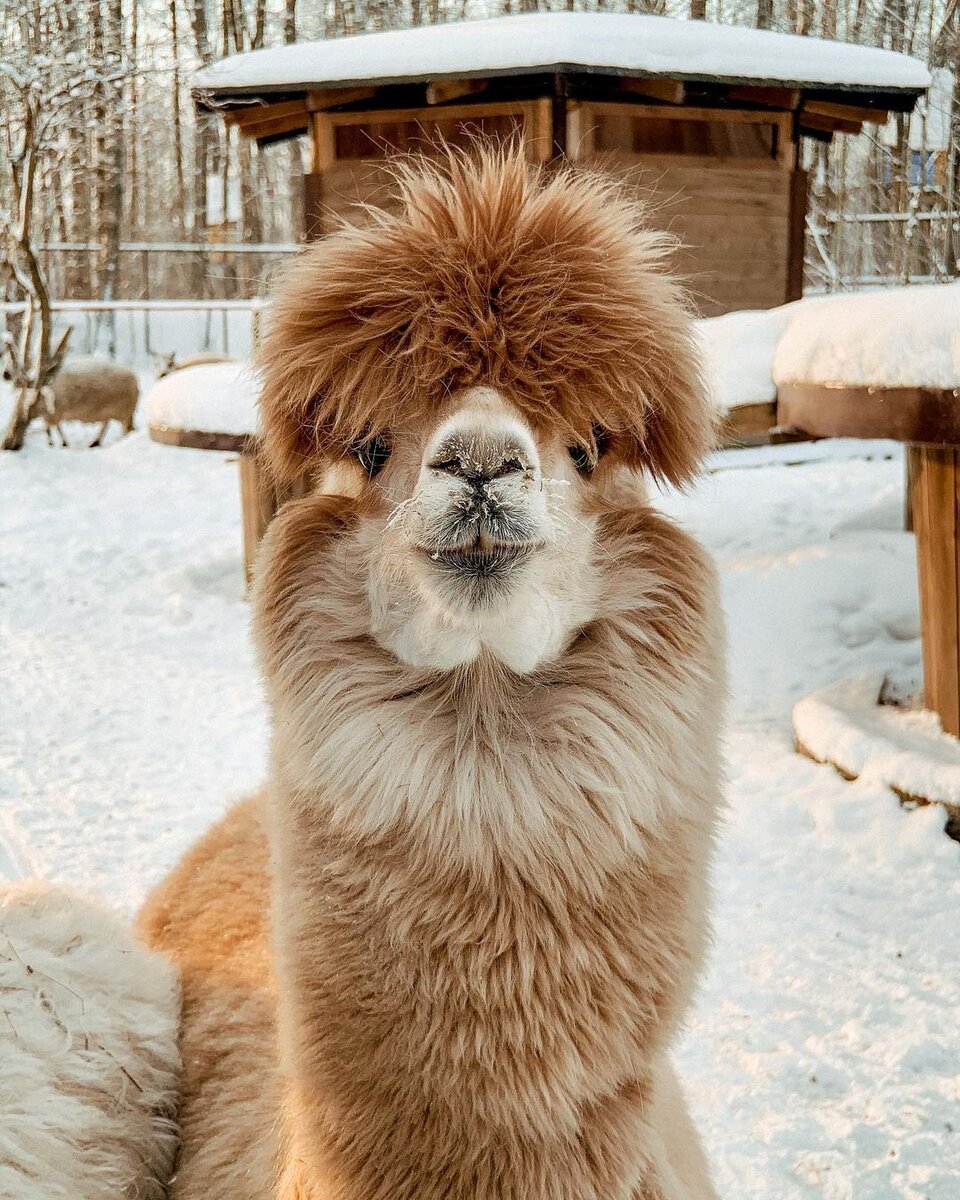 Альпака по кличке Лора
