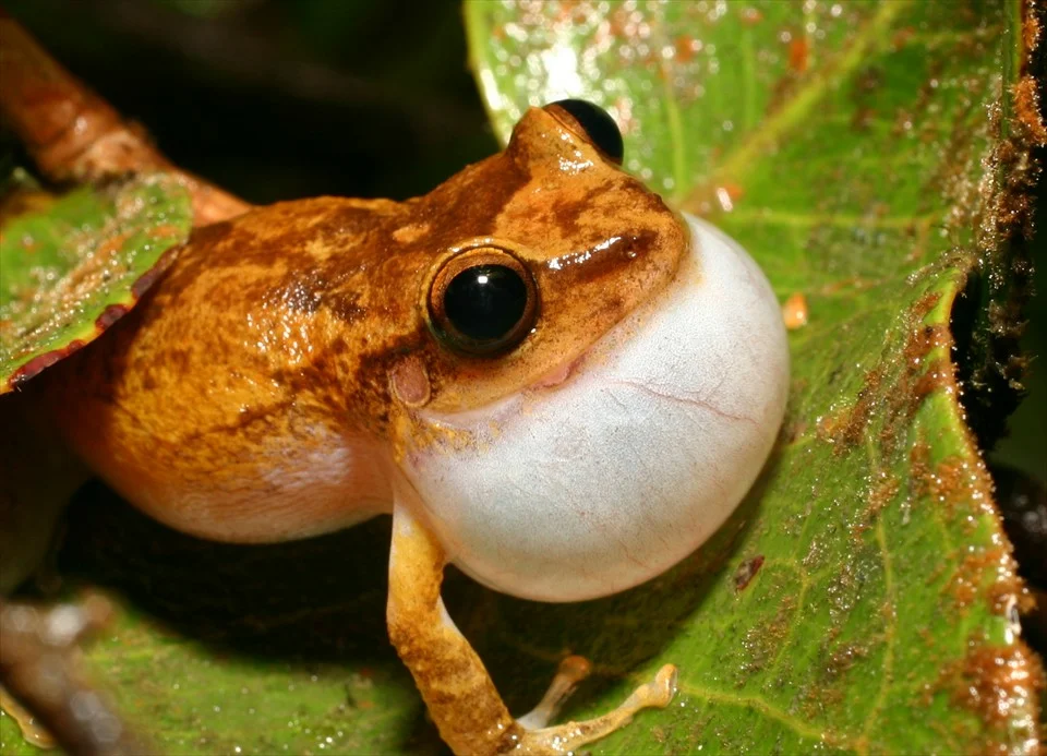 Coqui. Кокоа жаба. Крошечная лягушка Eleutherodactylus Coqui. Лягушка Кокоа. Южноамериканская лягушка Кокоа.