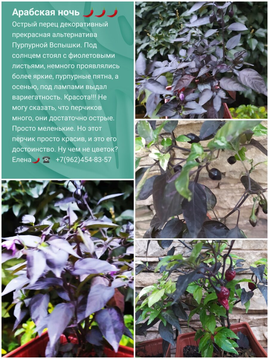 Арабская ночь