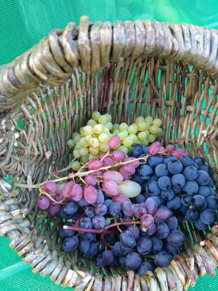 Могла ли я подумать, что когда-то я возьму корзину и пойду собирать свой виноград на своём винограднике в Ярославской области 