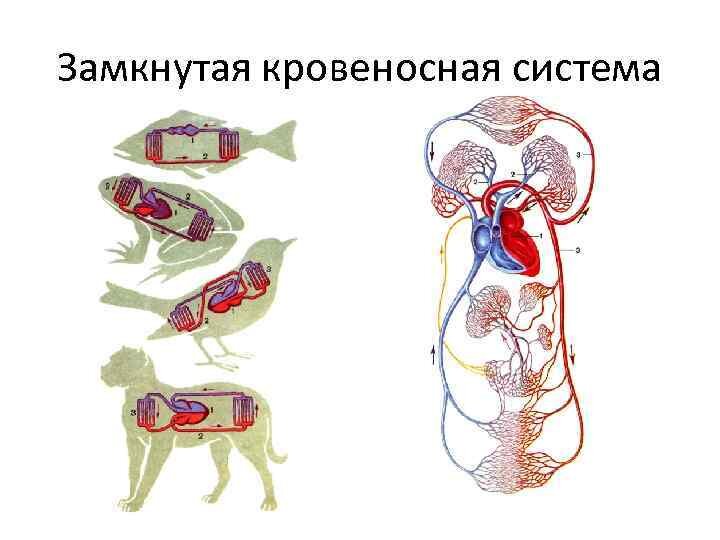 Замкнутая кровеносная система является характерным