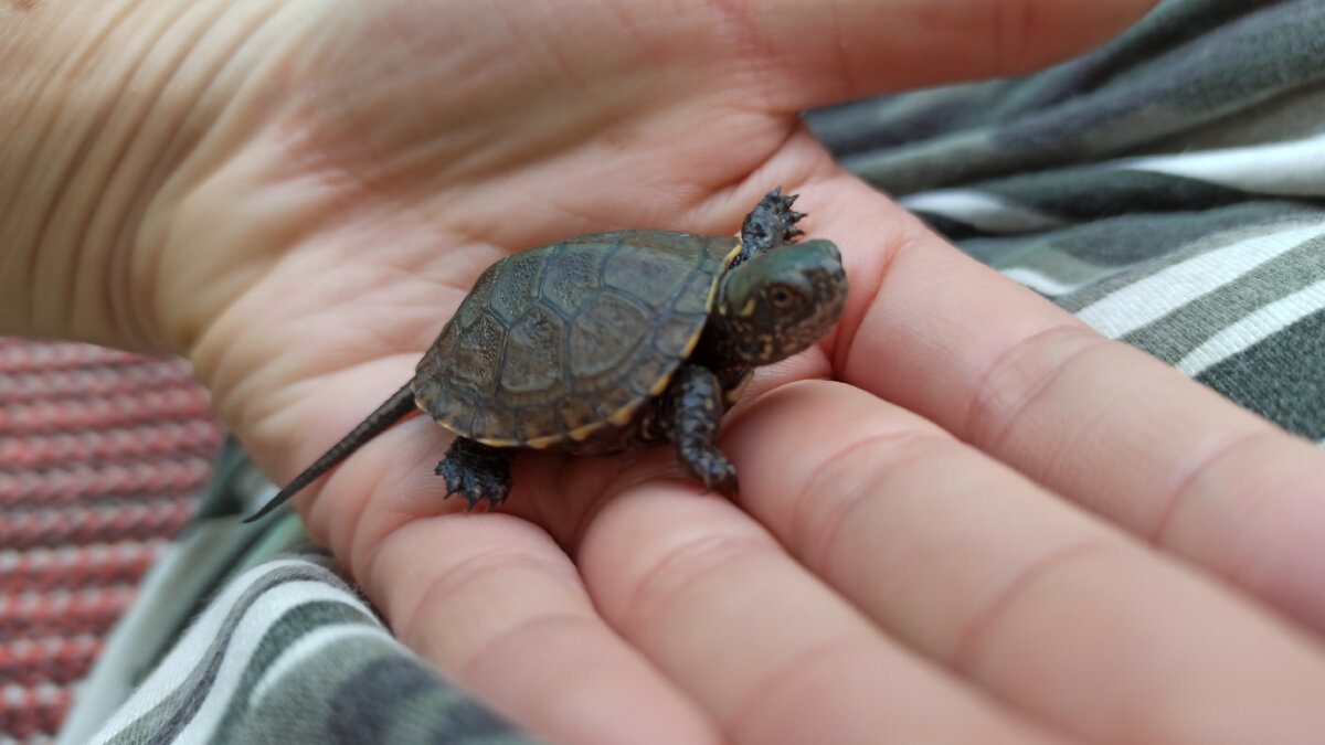 Вот такую маленькую  🐢 сын нашел в нашем дворе летом 2020 года 