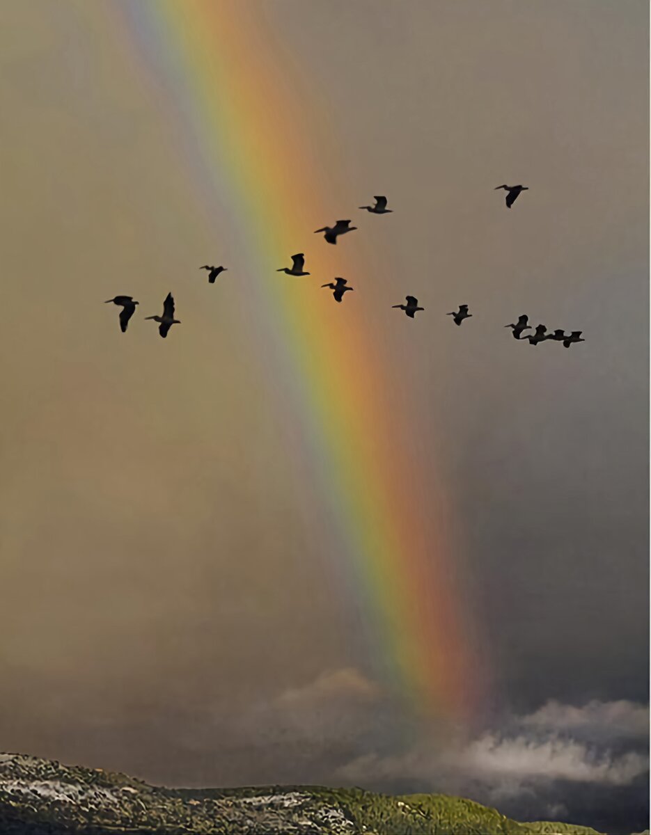 Птица радуга. Небо с радугой и птицами. Радуга, дождь, птицы. Птица над радугой.