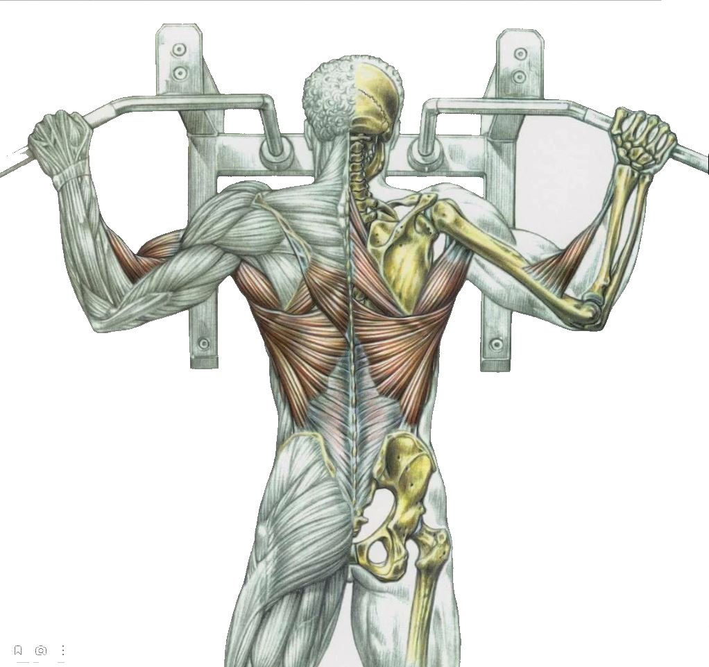 Рабочие мышечные группы