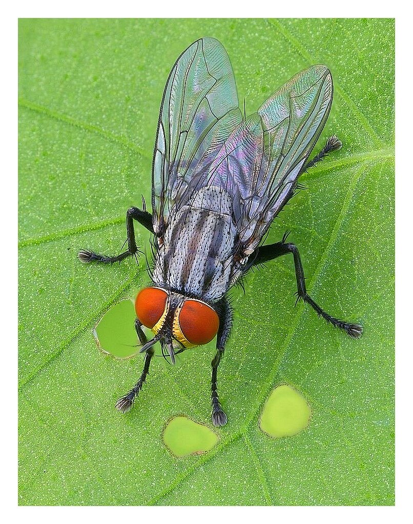 Ядовитая муха. Муха картинка. Муха ЦЕЦЕ. Была кровь от мухи. Фото сервиза с изображением мухи.