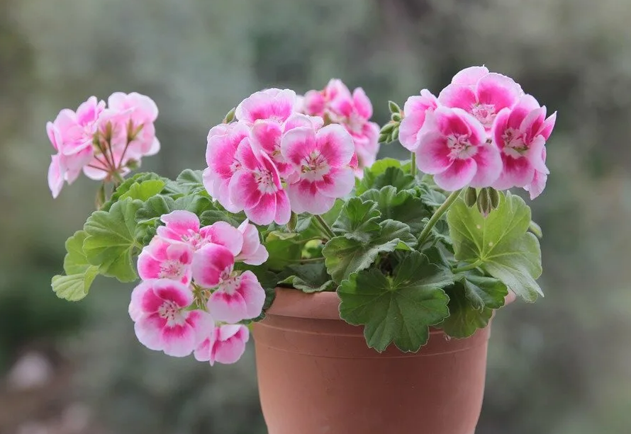 Фотография взята из источника good-harvest.com.ua