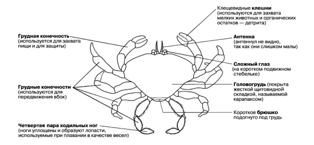 Краб русский язык. Внешнее строение краба схема. Внутреннее строение Камчатского краба. Строение Камчатского краба схема внутреннее. Внутреннее строение краба схема.