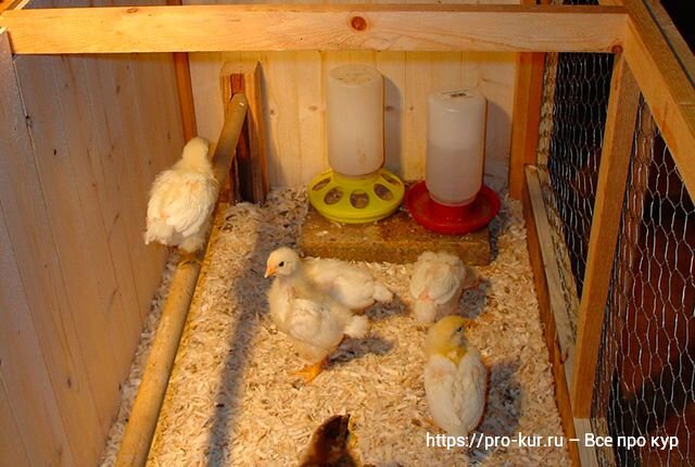 Что такое брудер, самостоятельное изготовление специального ящика для выращивания домашней птицы