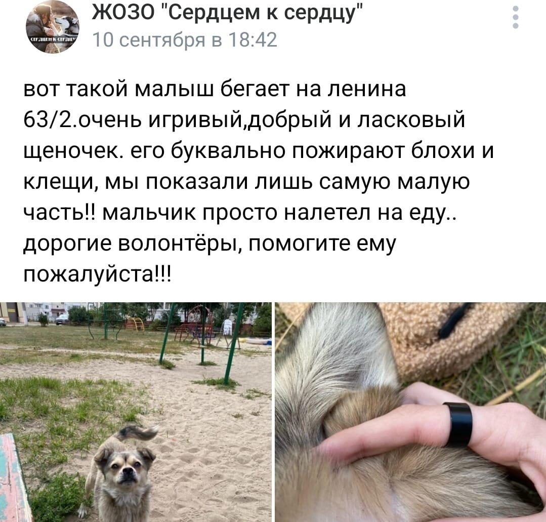 Пост о песике