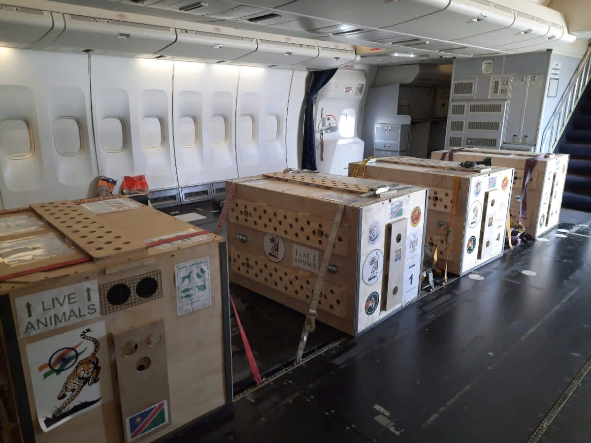 В таких контейнерах гепардов перевозили везли на самолете с Намибии до самого парка Куно. 