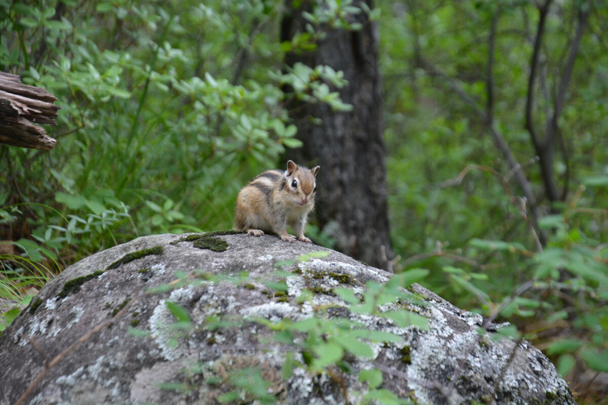 Чуток фауны