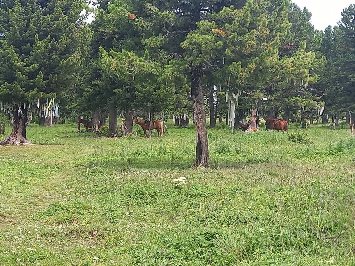 Отдыхают лошади и маралы...Вот только марала на фото плохо видно...