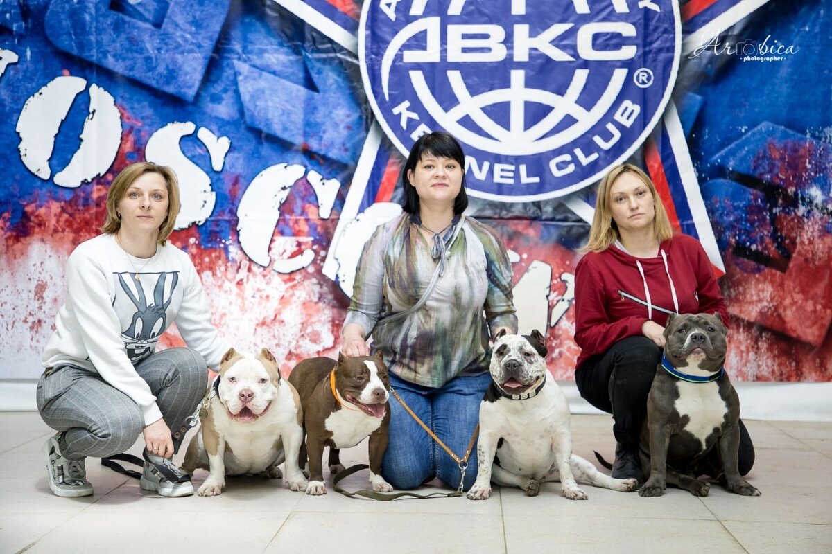 Собаки питомника Bogaвulls на АВКС-шоу.