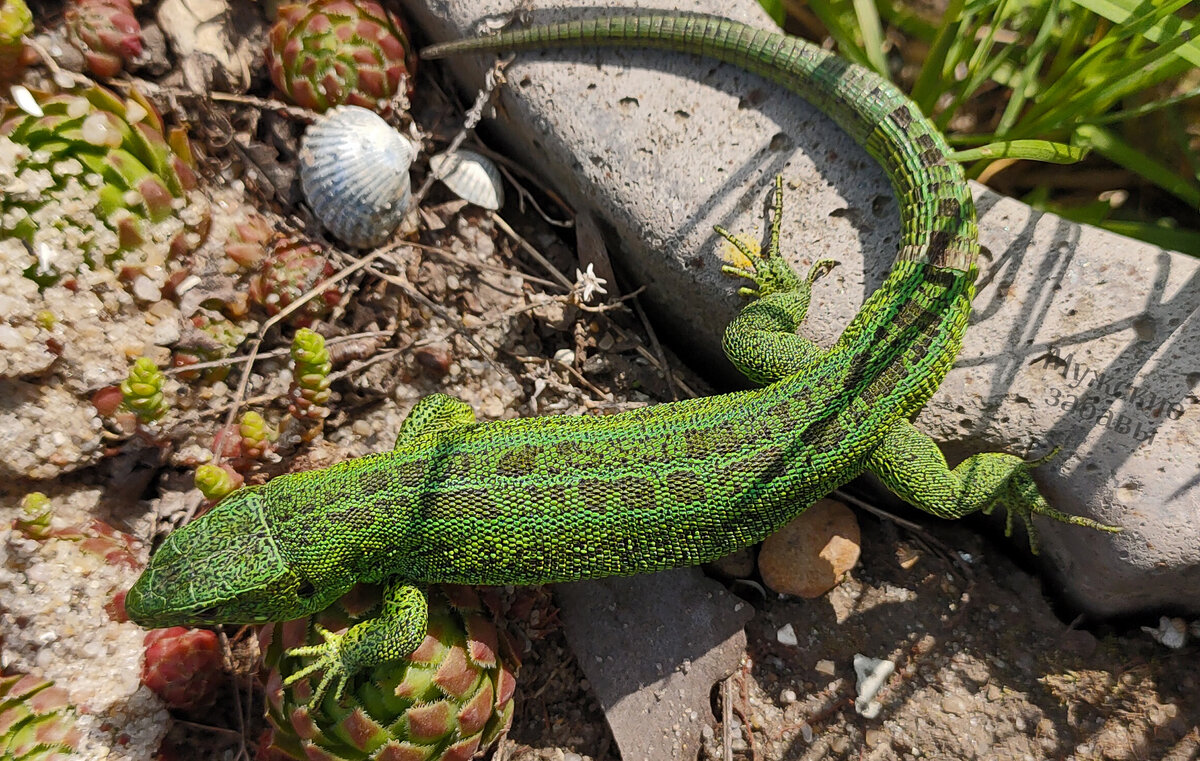ярко зеленые ящерицы - самцы