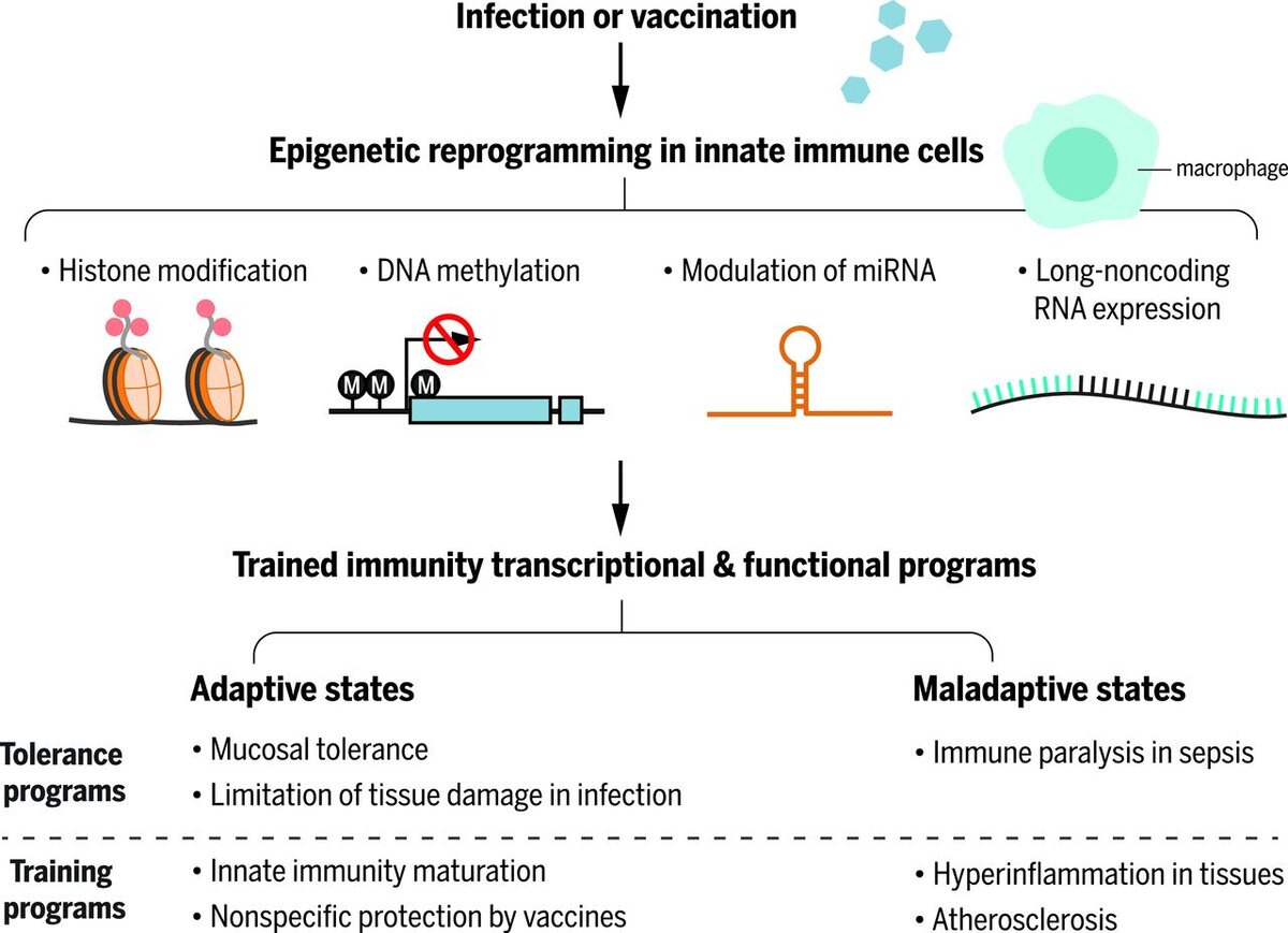 Ссылка в конце статьи