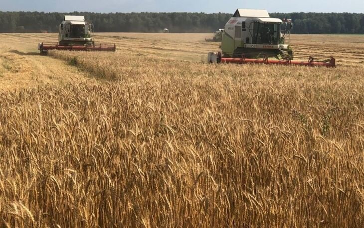   Фермеры Подмосковья назвали 2022 год удачным для зернобобовых и зерновых культур