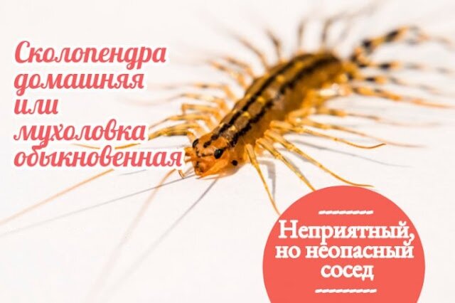 Мухоловка сколопендра многоножка мухоловка насекомое хищник scutigera coleoptrata