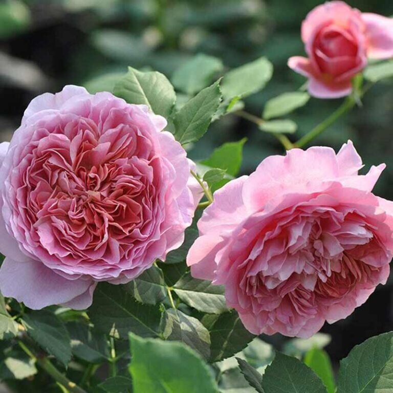 Роза Роб а ля Франциас