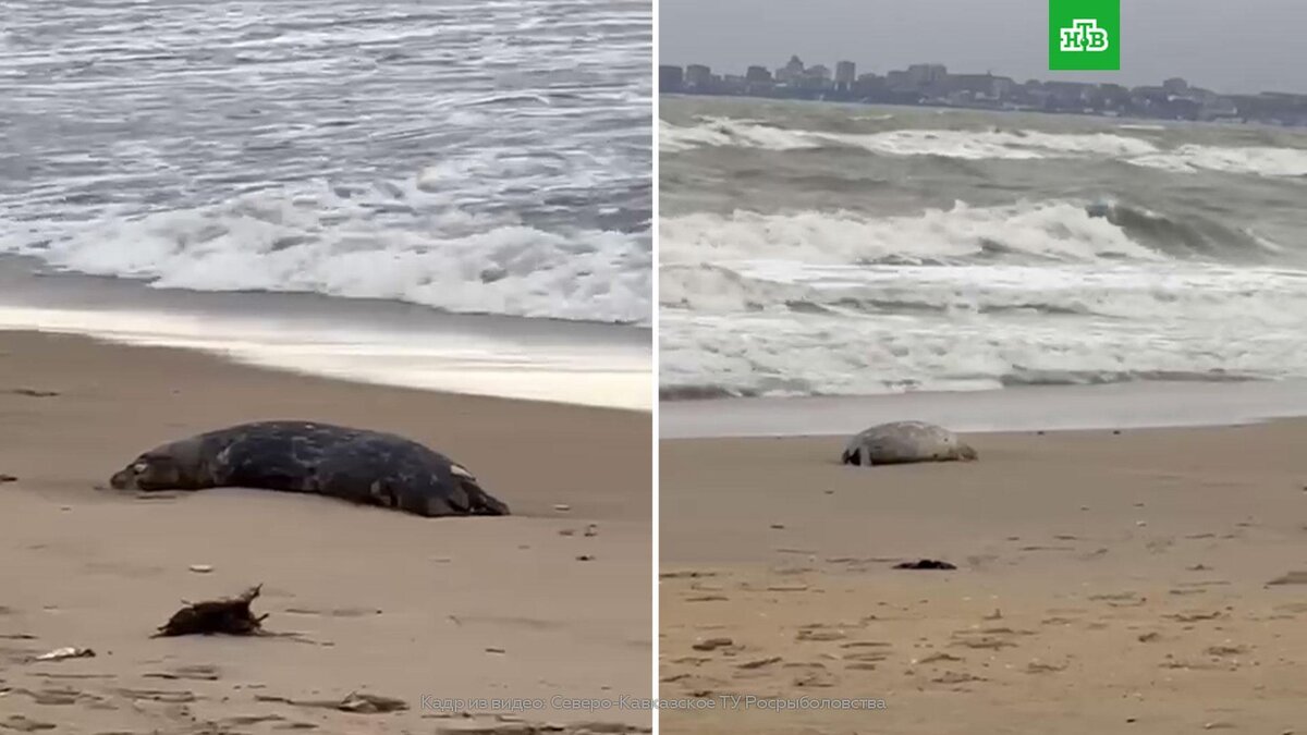    В Махачкале нашли 700 мертвых тюленей