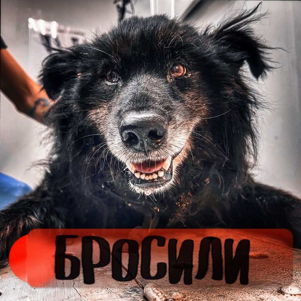 Песик жил на обочине проезжей части 