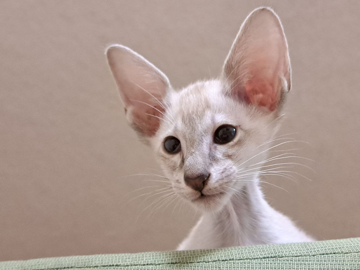 Маленький, а ушастый!