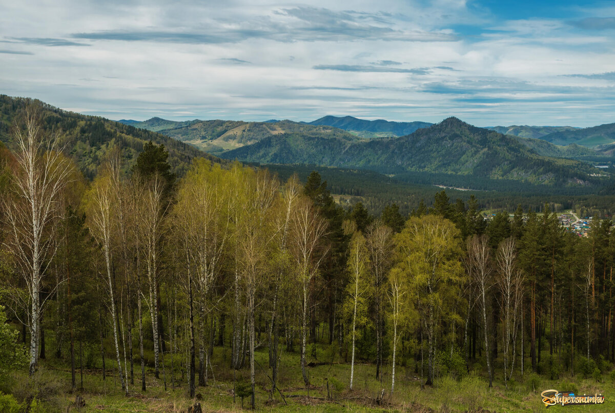 Березка алтай. Березы горного Алтая. Betula Алтай. Алтайская береза. Береза в Республике Алтай.