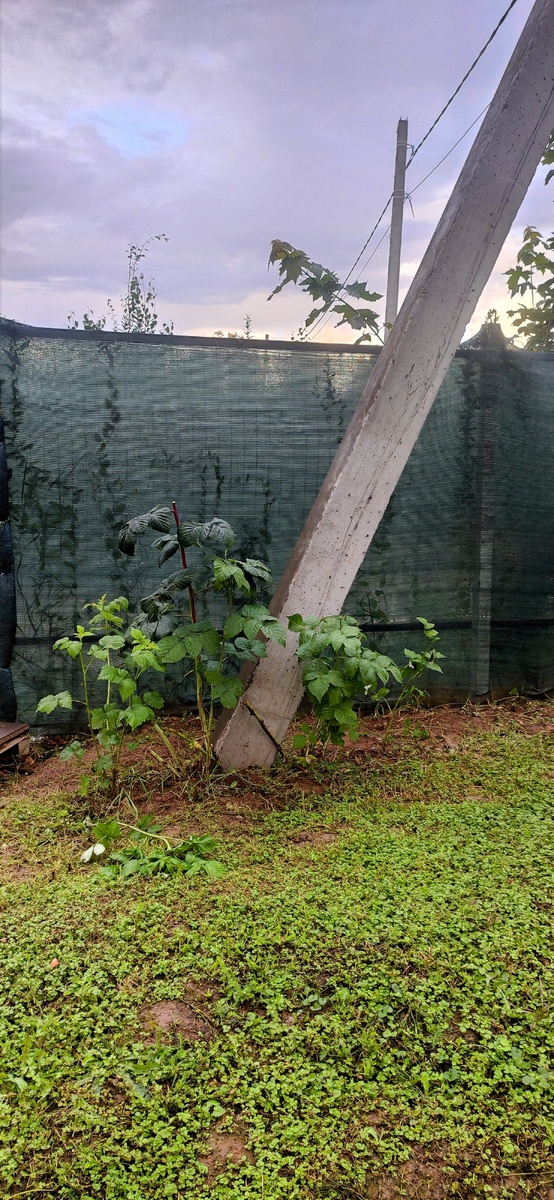 Дикая малина