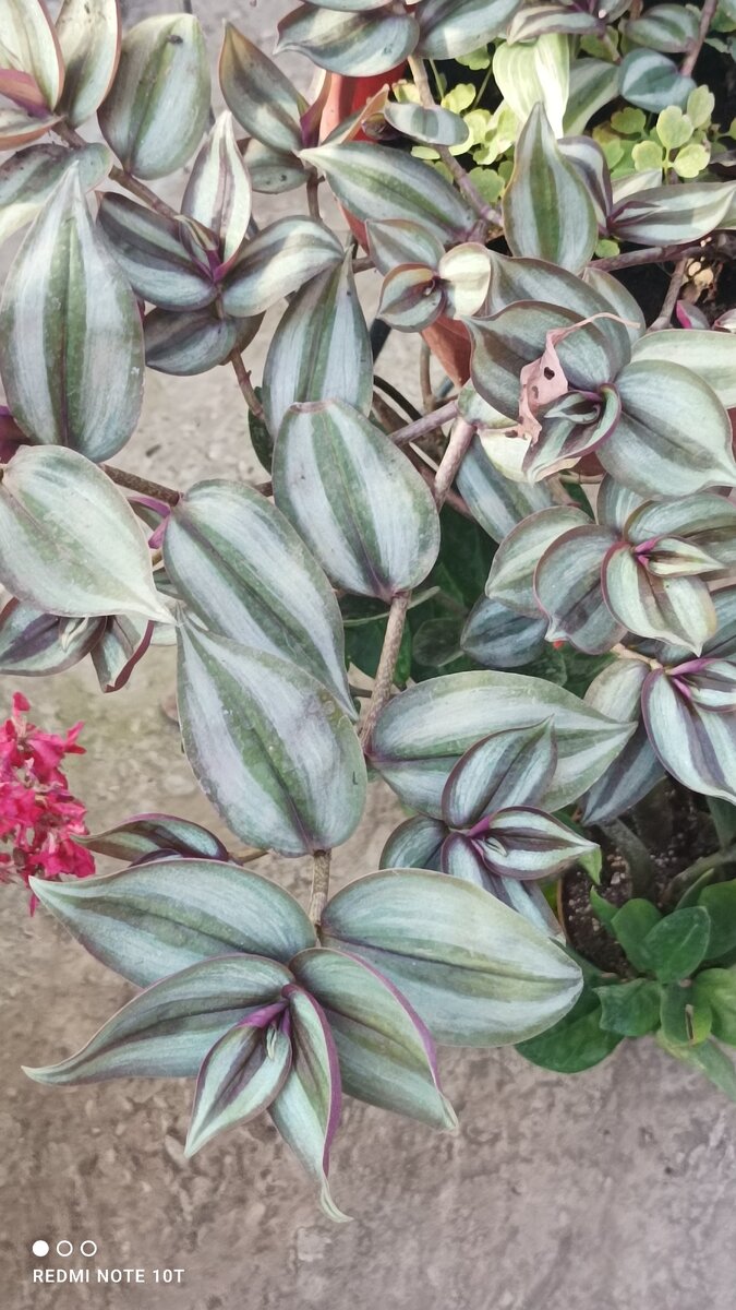 Фото автора.Тралесканция зебровидная